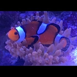 Meet your Posher, Evan